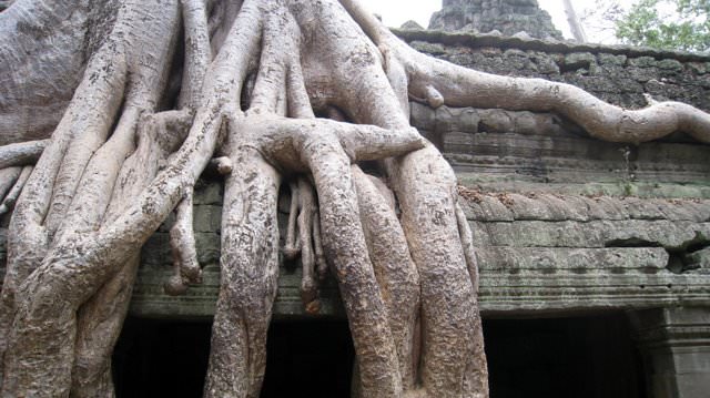 Angkor 吳哥窟。世界遺產之旅+蜜月旅行
