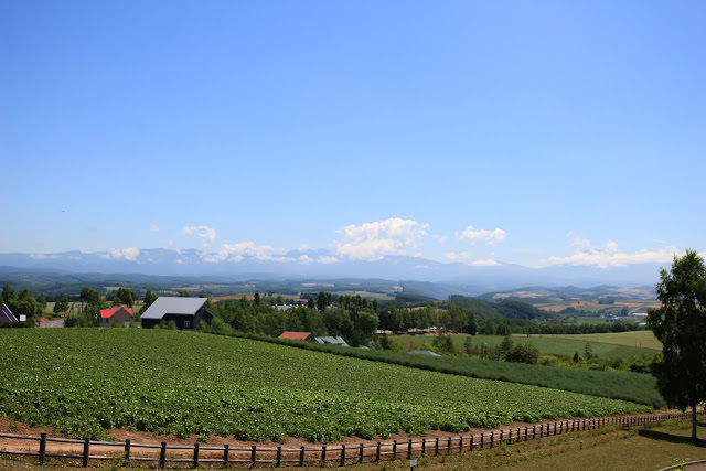 美瑛、富良野和麓鄉: 富良野公寓式飯店 Fresh Powder Furano、富田農場、森林精靈的陽台、北西之丘、cafe de la paix、麓鄉之森撿來的家、麵包超人工坊、金山湖、後藤純男美術館