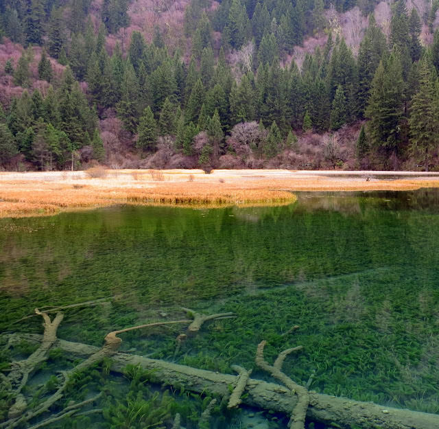 九寨歸來不看水  九寨溝 Jiuzhaigou