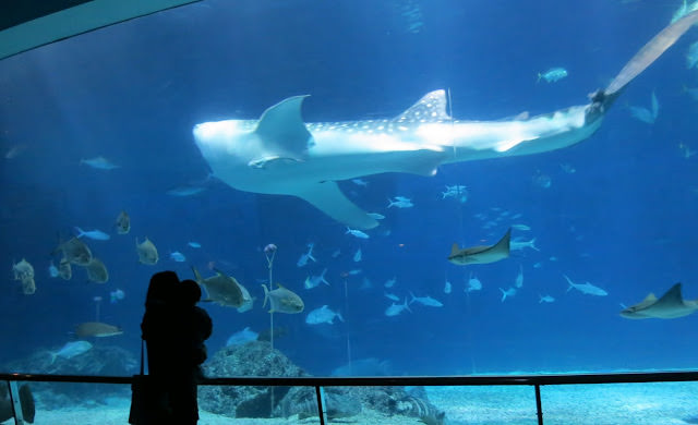 環島旅行 6: 屏東 國立海洋生物博物館、台南 木十八