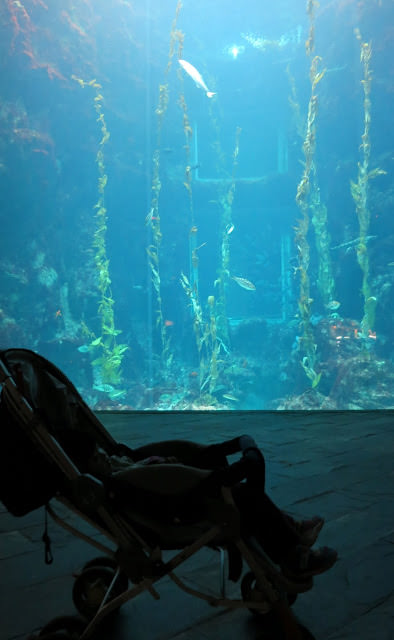 環島旅行 6: 屏東 國立海洋生物博物館、台南 木十八