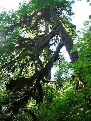 Olympic National Park 多元的美景 奧林匹克國家公園