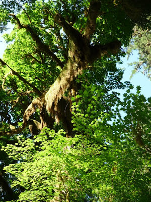 Olympic National Park 多元的美景 奧林匹克國家公園