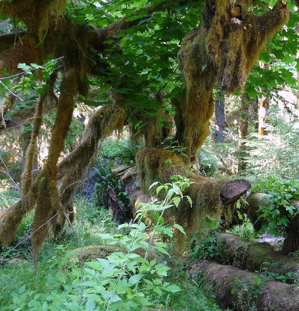 Olympic National Park 多元的美景 奧林匹克國家公園