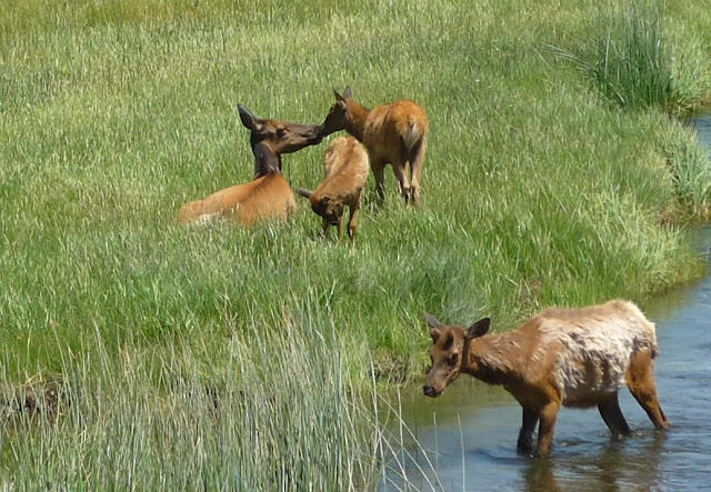 Yellowstone National Park 黃石國家公園 所有你能想像的夢幻顏色