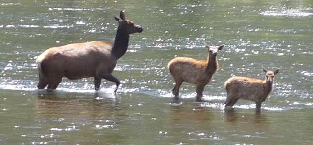 Yellowstone National Park 黃石國家公園 所有你能想像的夢幻顏色
