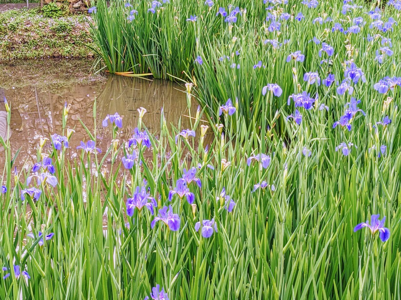 淡水 紫藤咖啡園二號店  紫藤花園二號水源園區