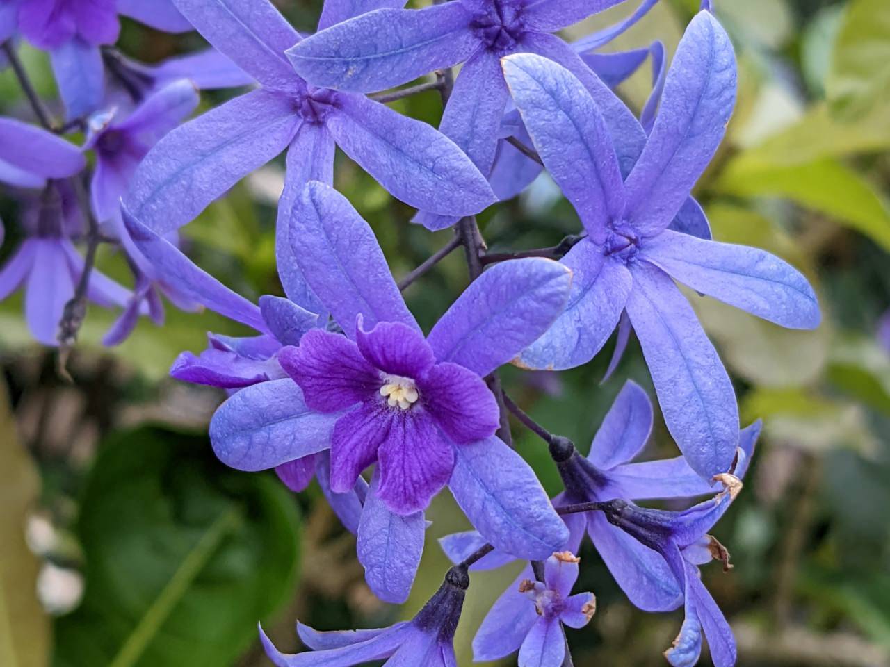 淡水紫藤咖啡園二號店  紫藤花園二號水源園區