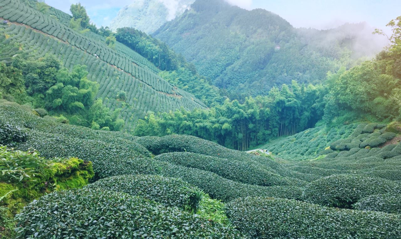 南投 杉林溪 忘憂森林 登山路線紀錄 留龍頭杉林山徑 超美的天空茶園步道