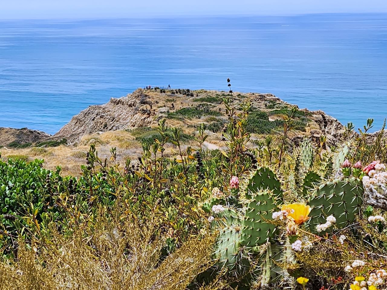 聖地牙哥景點 托瑞松國家保育區 Torrey Pines State Natural Reserve: Flat Rock Beach Trail 從山崖到海濱的健行路線