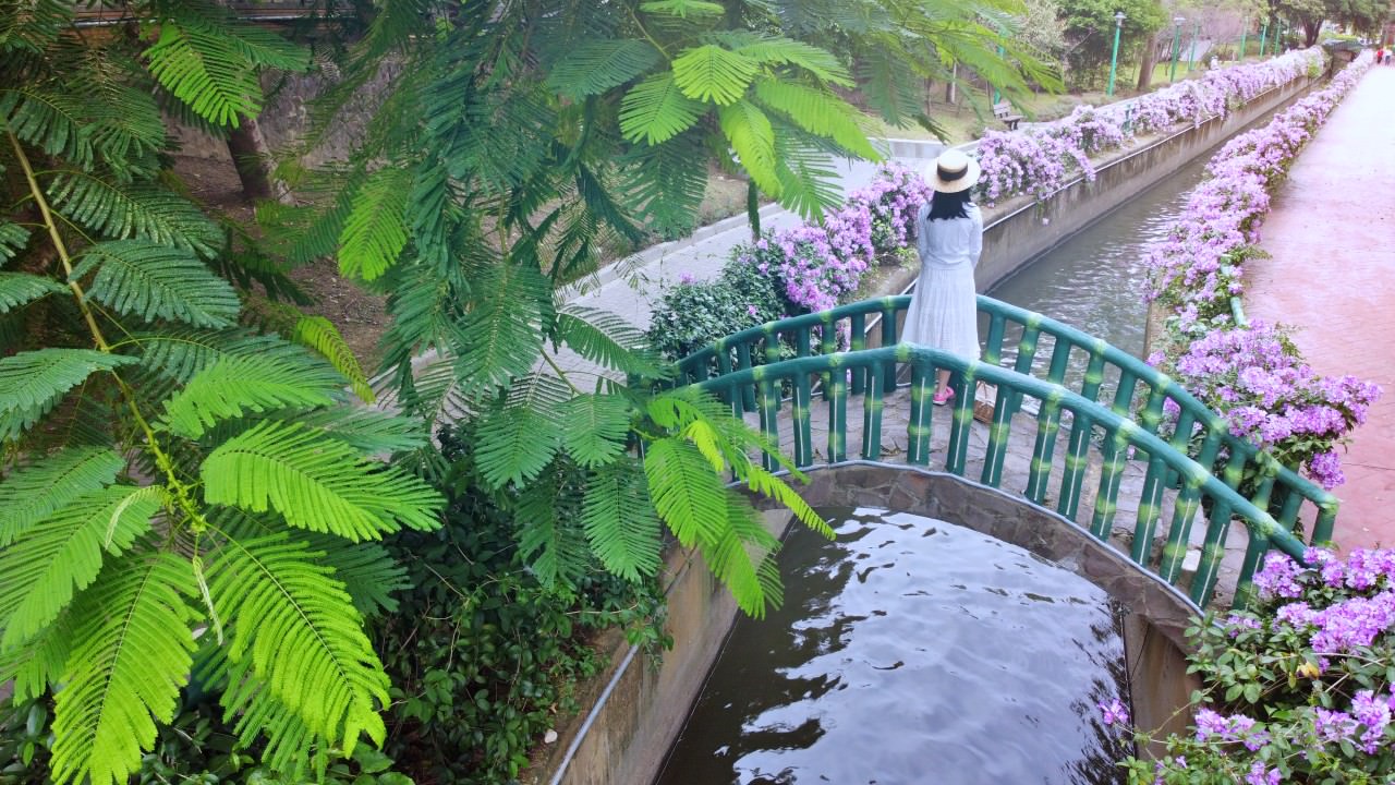 桃園中壢 蒜香藤 季節限定紫色花瀑