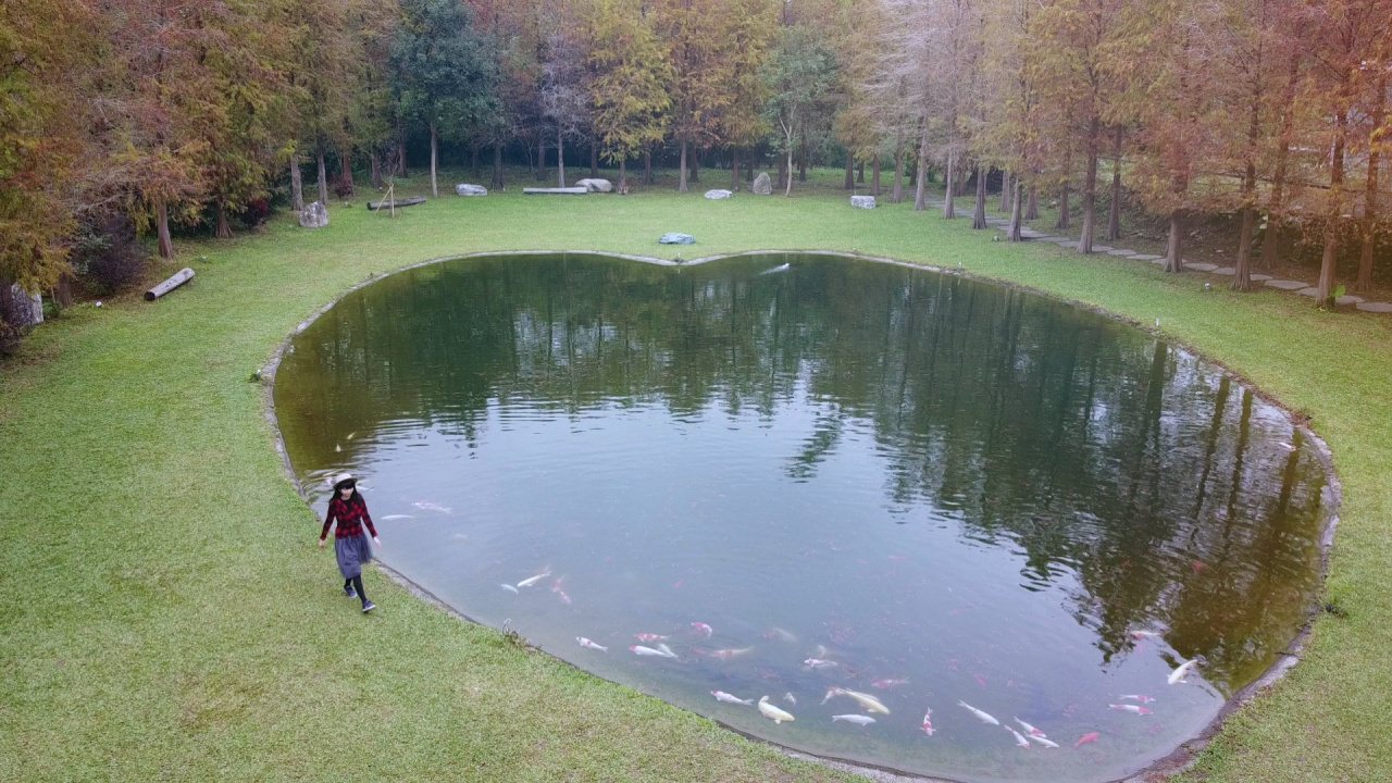 新竹關西 大樂之野景觀餐廳 落雨松環繞的夢幻心形池塘