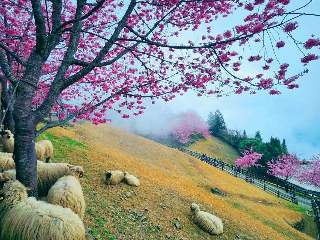 清境農場 櫻花季。二月下旬盛開 粉紅燦爛花海與可愛綿羊同框美景